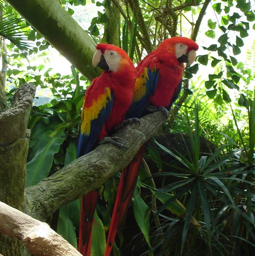 two parrots in a tropical setting
