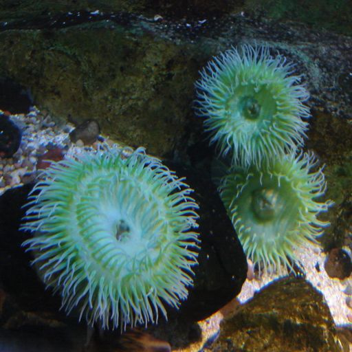 anemones in water