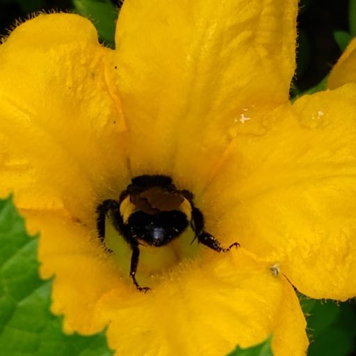 bee in squash flower