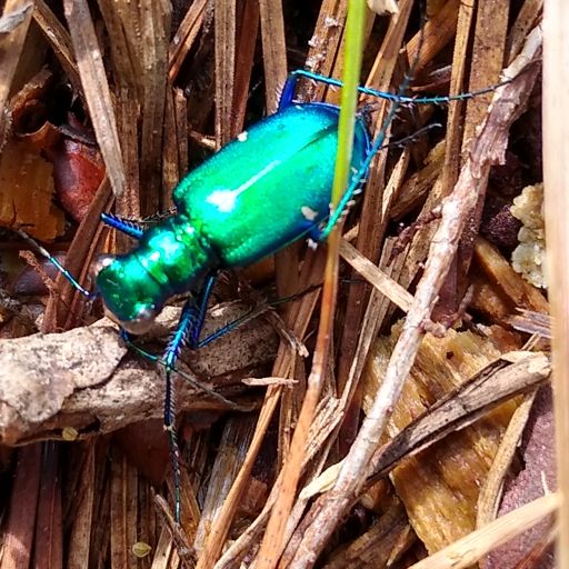 shiny bug