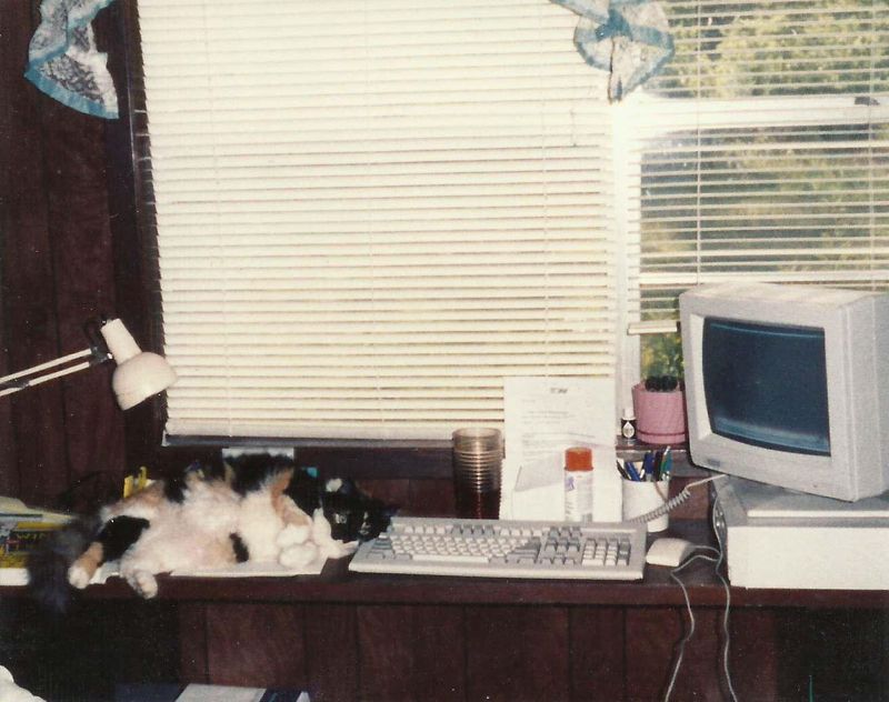 Cats