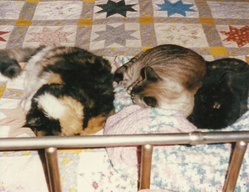 Cats