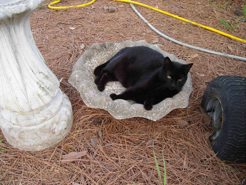 Cats
