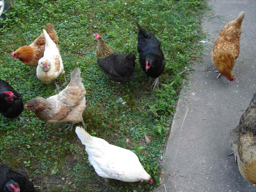 Chickens