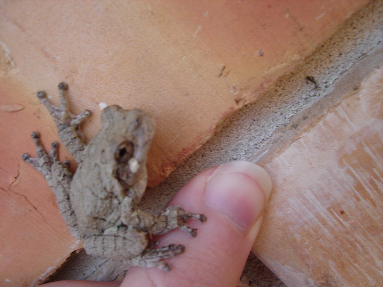 tree frog
