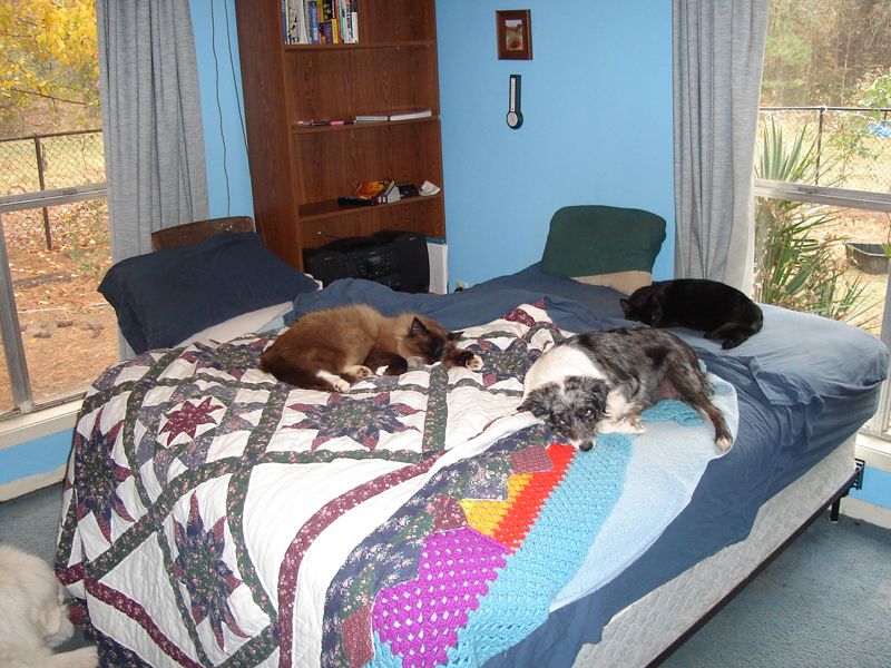 Cats