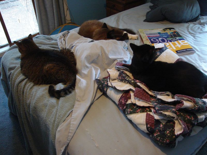 Cats