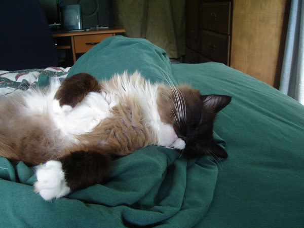 fuzzy cat