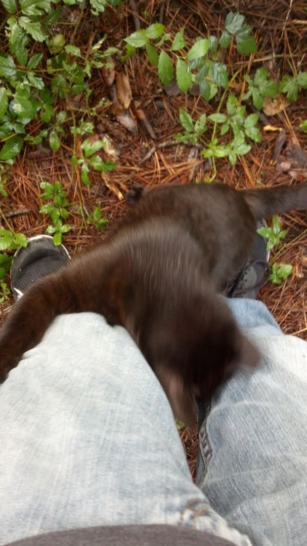 Cats