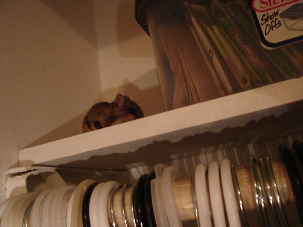 flying squirrel