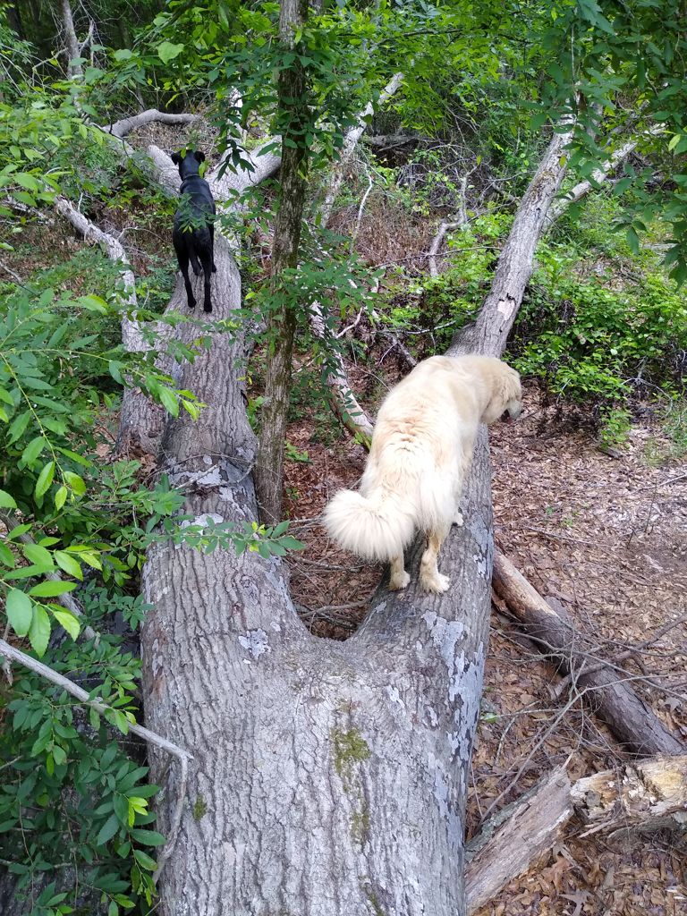 dogs