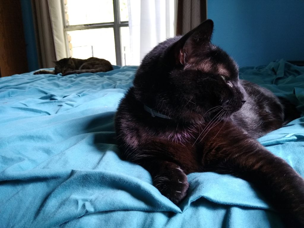 Cats